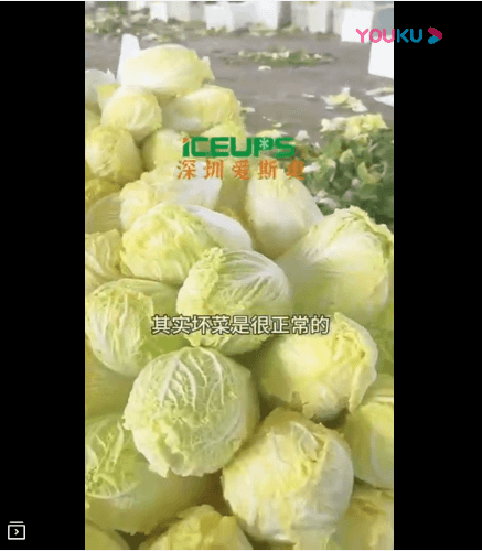 娃娃菜需要快速降溫，帶走熱量和水份后不會壞菜
