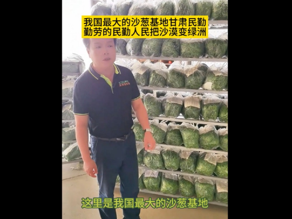 中國(guó)最大的沙蔥基地，民勤沙蔥發(fā)往全國(guó)各地