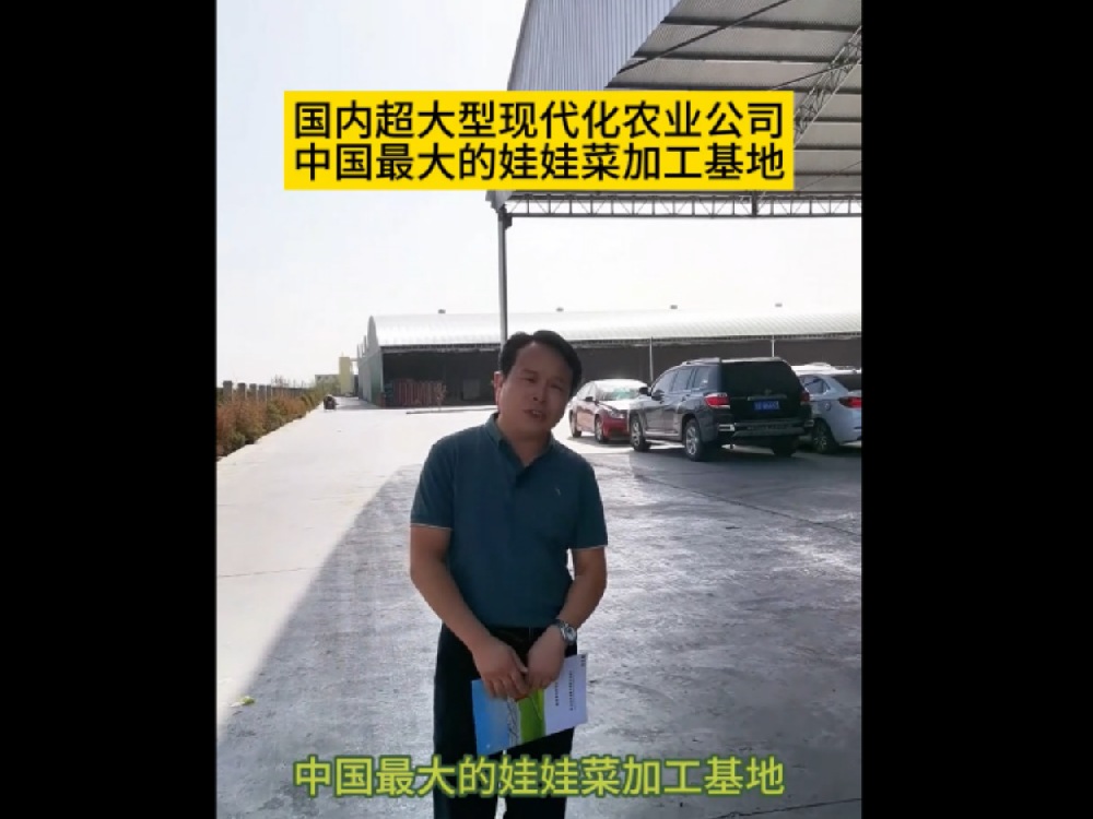 目前為止，國(guó)內(nèi)最大的娃娃菜種植加工基地在甘肅武威，這里的娃娃菜發(fā)往全國(guó)各地